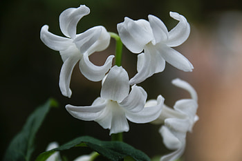 Hyacinth, white flowers, close up, bloom HD wallpaper