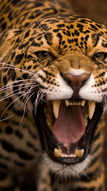 Animal, jaguar HD phone wallpaper