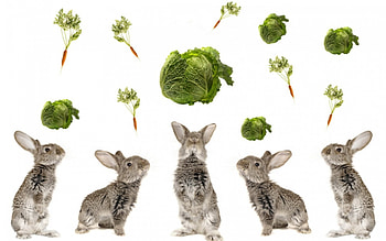 Rabbits dreams, carrot, cabbage, white, grey, rabbits, cute, salad, green, funny, dream HD wallpaper