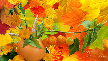 Abundance Of Fall Colors | - 60021 HD wallpaper
