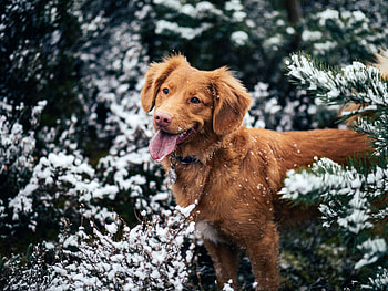 Animals, Winter, Snow, Dog, Muzzle, Protruding Tongue, Tongue Stuck Out HD wallpaper