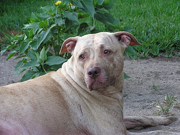 DID YOU HEAR THAT, dog, american, pit bull, cute, canine HD wallpaper
