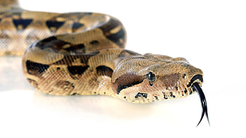 Boa Constrictor, Boa constrictor HD wallpaper