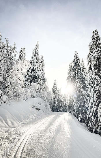 Winter, Nature, Trees, Snow, Road, Snow Covered, Snowbound HD phone wallpaper