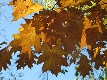 Plants, Autumn, Leaves HD wallpaper