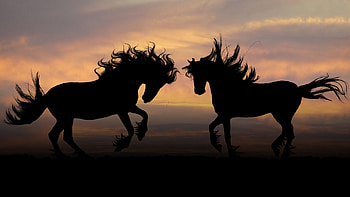 Silhouettes, Horses HD wallpaper