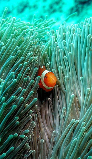 Underwater bliss, Beautiful sea creatures, Stunning , Fish wonders HD phone wallpaper