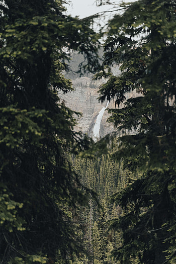 Nature, Trees, Rocks, Waterfall, Branches, Fir, Spruce HD phone wallpaper
