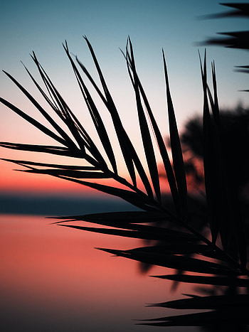 Sunset, Twilight, Dark, Silhouette, Palm, Branch, Dusk HD phone wallpaper