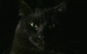 Handsome Devil, animal, face, cat, black HD wallpaper