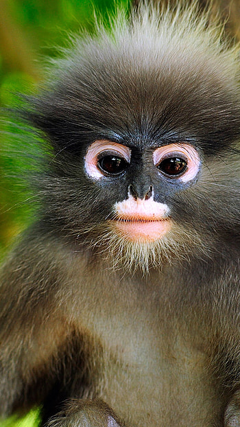 Cute little monkey, Android , Android HD phone wallpaper