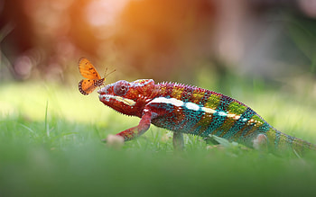 Chameleon, animal, butterfly, reptile HD wallpaper