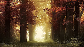 Morning Mist, mist, Park, fog, nature HD wallpaper