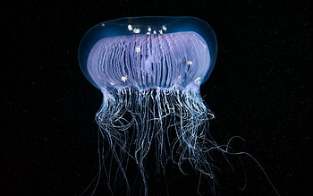 Beautiful jellyfish, Underwater wonderland, Captivating , High-quality HD wallpaper