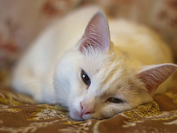 Cute cat, animal, kitten, cat, feline HD wallpaper