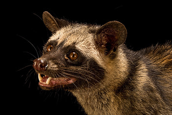 Asian Palm Civet, Ani062 00487, Joel Sartore HD wallpaper