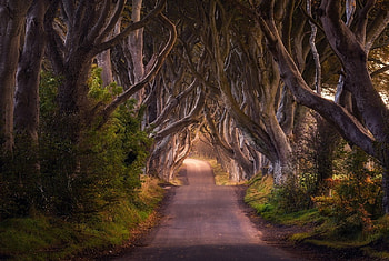 Streets Of Ireland, line, ireland, streets, graph, tree HD wallpaper