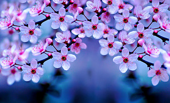 Cherry Blossom Night HD wallpaper