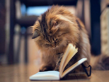 How To Catch A Mouse, book, reading, animals, other, cats, cat HD wallpaper