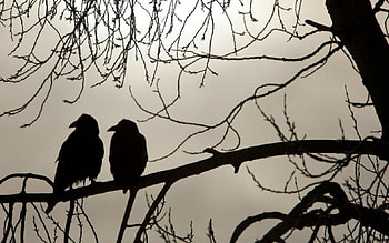 Black friends, winter, birds, graphy, wild animals, , dark, raven, crow, abstract, animals, wildwildlife, autumn, nature, wilderness HD wallpaper