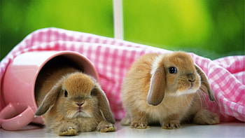 Endearing rabbits, Playful antics, Hoppity-hop, Joyful creatures HD wallpaper