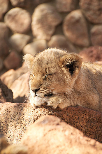 Animals, Lion, Animal, Nice, Sweetheart, Sleep, Dream, Lion Cub HD phone wallpaper