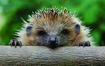 Animals, Muzzle, Paws, Log, Hedgehog HD wallpaper