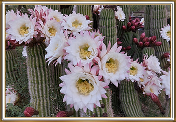 PRETTY CACTUS, PRETTY, NATURE, FLOWERS HD wallpaper