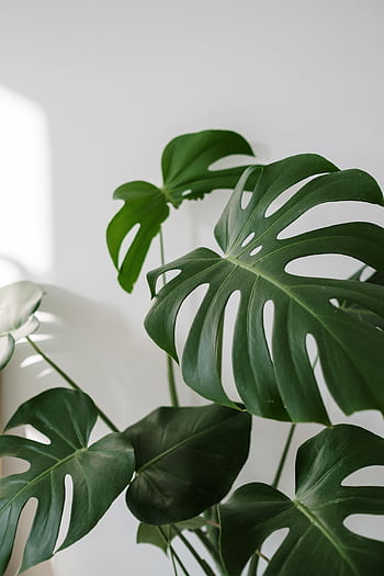 Bright of Monstera Deliciosa leaves with sunlight indoors, creating a modern aesthetic. HD phone wallpaper