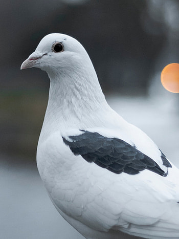 White pigeon , Retina iPad , Feathered beauty, Mobile masterpiece HD phone wallpaper