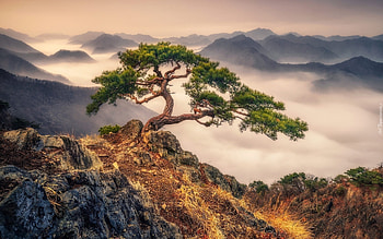 Pine and Mountains, clouds, mountains, pine, tree HD wallpaper