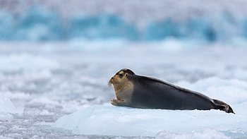 Bearded seal, Arctic Pacific, Blue white water, Animal tourism HD wallpaper