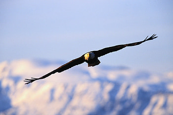 Majestic Eagle, majestic, sky fly, birds, eagle, animals, air, of prey, mountains HD wallpaper
