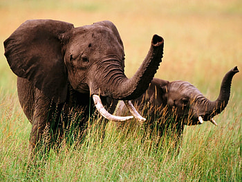Animals, Elephants HD wallpaper