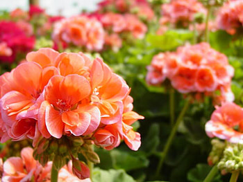 Peach and Pink Petals Flower, pink, stem, peach, flower HD wallpaper