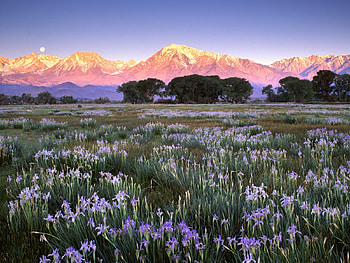 Flowery Mountain, moon, trees, nature, flowers, mountain HD wallpaper