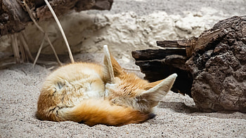 Fennec Fox, Adorable fox species, -perfect pose, Captivating eyes HD wallpaper