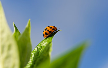 Grass, Background, Macro, Unusual Ladybug HD wallpaper