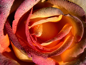 adi, nature, flowers HD wallpaper
