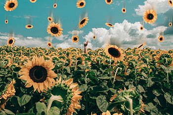 Vibrant sunflower field with falling sunflowers under a bright sky. HD wallpaper