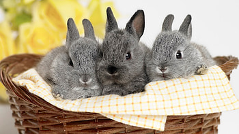 Bunny, collection, Cute bunny , Animal backgrounds HD wallpaper