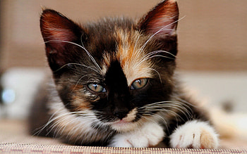 Animals, Kitty, Kitten, Muzzle, Spotty, Spotted, Sight, Opinion HD wallpaper
