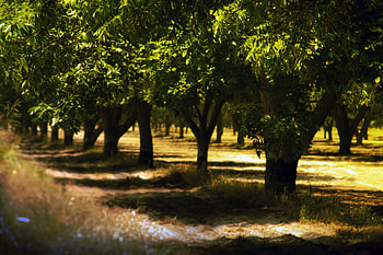 Nature, Trees, Summer, Park, Shadows HD wallpaper