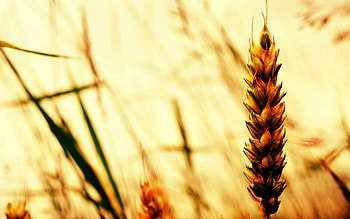 Grass, Plant, Macro, Field, Ear HD wallpaper
