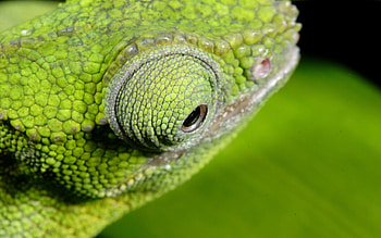 Animals, Eyes, Color, Chameleon HD wallpaper