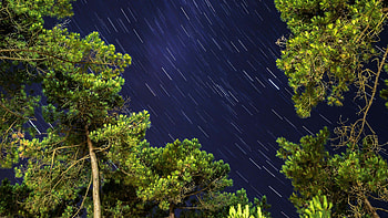 Trees Green Leaves Branches zelight Under Starry Sky Nature HD wallpaper