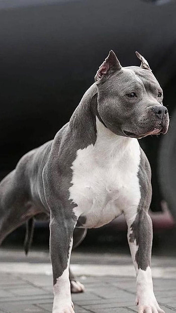 Pitbull Dog, Pet, Animal, graphy HD phone wallpaper