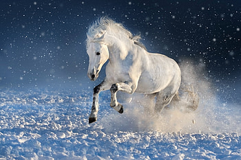 White horse, run, mammal, portrait HD wallpaper