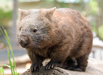 Tier zoo, Wombats HD wallpaper