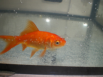 my gold fish, fish, my, gold, nice HD wallpaper